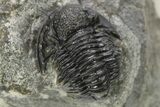 Detailed Gerastos Trilobite Fossil - Morocco #275227-3